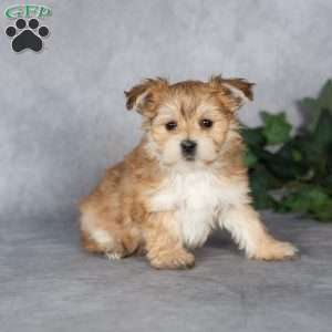 Giggles, Morkie / Yorktese Puppy